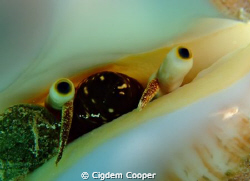 Eyes of the conch. Taken in Marsa Bareika.
(Fuji F50&Fan... by Cigdem Cooper 